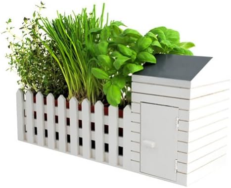 Semillas Plantas Interior