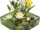 Plantas